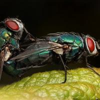 Mating Greenbottles 